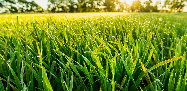 field of barley grass