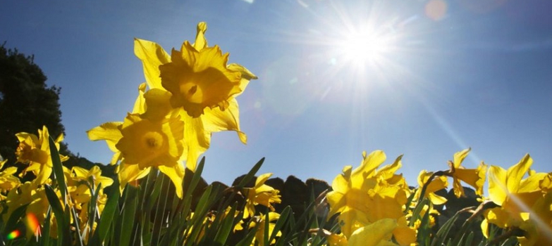 flowers-sunlight health