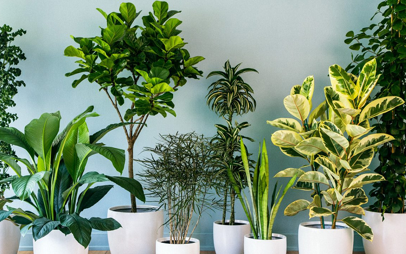 main indoor plants